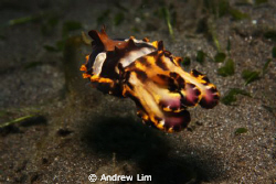 Flamboyant cuttlefish

Taken in Manado, Indonesia. June... by Andrew Lim 